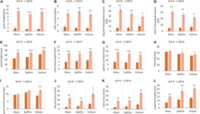 Transcriptomic Study for Identification of Major Nitrogen Stress Responsive Genes in Australian Bread Wheat Cultivars